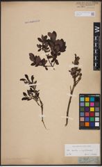 Foto von Salix aurita L. x Salix myrtilloides L.